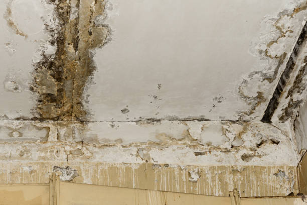 Why You Should Choose Our Mold Remediation Services in Franklin, TX