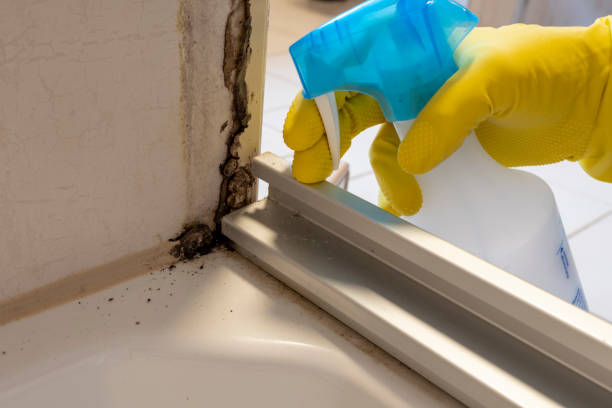 Reliable Franklin, TX Mold Prevention & Removal  Solutions